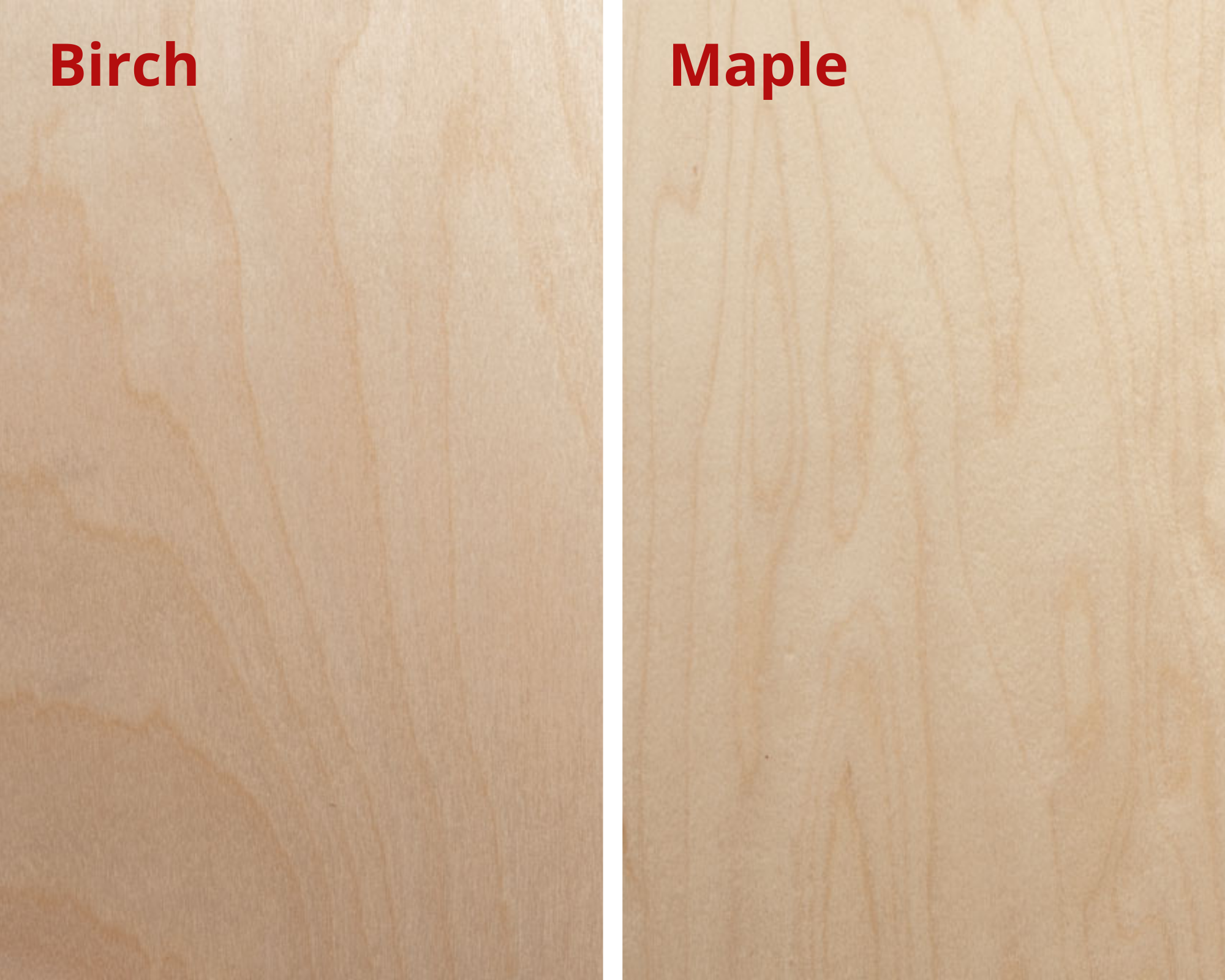 birch and maple
